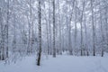 Birch tree grove at winter. Royalty Free Stock Photo