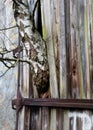 Birch tree, growing trough an old door Royalty Free Stock Photo