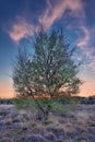 Birch tree in a heath-land at colorful twilight. Regte Heide, Netherlands