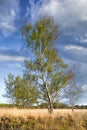 Birch tree, on a heath land with dramatic shaped clouds, Riel, Netherlands