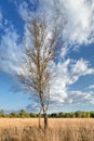 Birch tree, on a heath land with dramatic shaped clouds, Riel, Netherlands