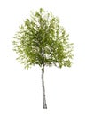 Birch tree isolated