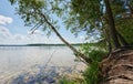 Birch tree on lake shore Royalty Free Stock Photo