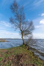 Birch tree on the lake shore with blue sky and rough waters. Royalty Free Stock Photo