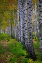 Birch tree. Outdoor. Bright colors of autumn. Royalty Free Stock Photo