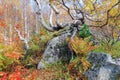 A birch tree with large branches and roots that grew right on a large stone covered with moss