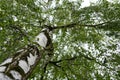 Birch tree with large crown and fresh green leaves in springtime. Royalty Free Stock Photo