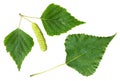 Birch tree leaf Royalty Free Stock Photo