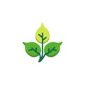 Birch tree leaf flat icon Royalty Free Stock Photo