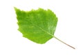 Birch tree leaf. Royalty Free Stock Photo