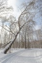 A birch tree leaning heavily over a snow-covered road in the forest in winter Royalty Free Stock Photo