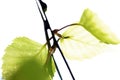 Birch tree leaf Royalty Free Stock Photo