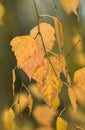 Birch tree leaves in autumn, autumn birch tree leaves on a branch close - up view Royalty Free Stock Photo