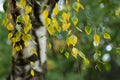 Birch leaves in autumn