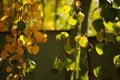 Birch tree leaves on the branches in autumn garden at sunny day closeup Royalty Free Stock Photo