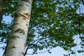 Birch tree with lichen growth, looking up towards leaves and sky in the Northwoods Royalty Free Stock Photo