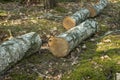 Birch tree logs Royalty Free Stock Photo