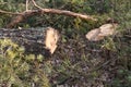 Birch tree logs Royalty Free Stock Photo