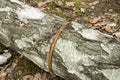 Birch tree logs Royalty Free Stock Photo