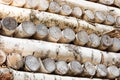 Birch Tree Logs Stacked In Different Ways