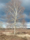 Birch tree on the moor as solitair