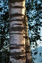 Birch tree in natural background on summer morning. Birch tree branches close-up, White birch trunk in focus Royalty Free Stock Photo