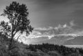 Birch tree near the bay in black and white Royalty Free Stock Photo