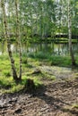 Birch tree near lake in spring. Nature and seasons, reflection in water. High quality photo. Royalty Free Stock Photo