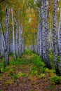 Birch tree. Outdoor. Bright colors of autumn. Royalty Free Stock Photo