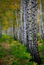 Birch tree. Outdoor. Bright colors of autumn. Royalty Free Stock Photo