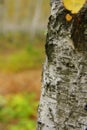 Birch tree. Outdoor. Bright colors of autumn. Royalty Free Stock Photo