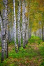 Birch tree. Outdoor. Bright colors of autumn. Royalty Free Stock Photo