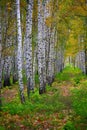 Birch tree. Outdoor. Bright colors of autumn. Royalty Free Stock Photo