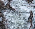 Birch tree pattern. birch bark texture natural background paper close-up. Textured birch tree Royalty Free Stock Photo