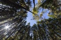 Birch tree in the pine forest, wide angle view in upward direction at summer day