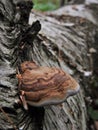 Birch Tree with Polypore Mushroom