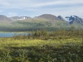 Birch tree at shore of lake Akkajaure with Akka, Ahkka mountain massif with snow and glacier. Beatiful northern artic