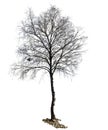 Birch tree silhouette isolated