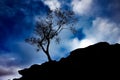 Birch tree silhouette on rock