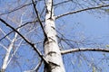 Birch tree. Birch and sky. Tree. Tree bark. Blue sky. Tree against blue sky. Tree closeup and blurred background. Vegetation. Royalty Free Stock Photo