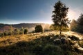 Birch tree, spidernets at misty sunrise