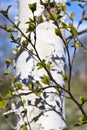 Birch tree in spring