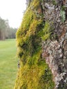 Birch tree in spring covered on the west facing side with thick moss