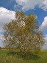 Birch Tree Spring Royalty Free Stock Photo