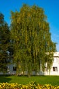 A birch tree with strands of yellow leaves and yellow flowers in the foreground Royalty Free Stock Photo