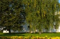 A birch tree with strands of yellow leaves and yellow flowers in the foreground Royalty Free Stock Photo