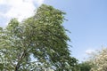 Birch tree struggles in heavy wind from summer storm under blue sky