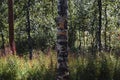 Birch tree in subarctic forest Royalty Free Stock Photo