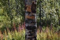 Birch tree in subarctic forest Royalty Free Stock Photo