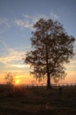 Birch tree sunset Royalty Free Stock Photo